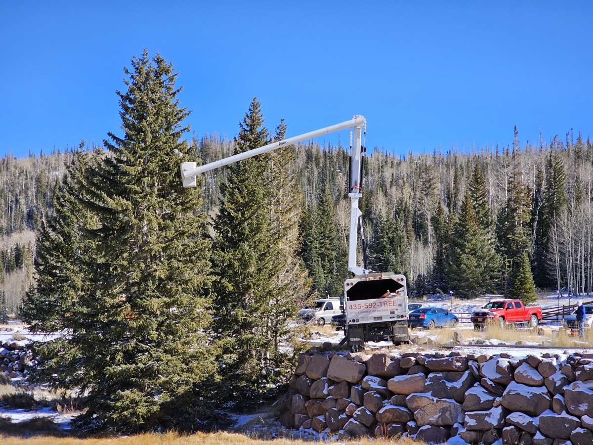 Bucket truck working on tall evergreen trees in winter