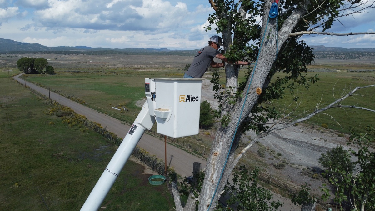 Bucket truck tree trimming at height
