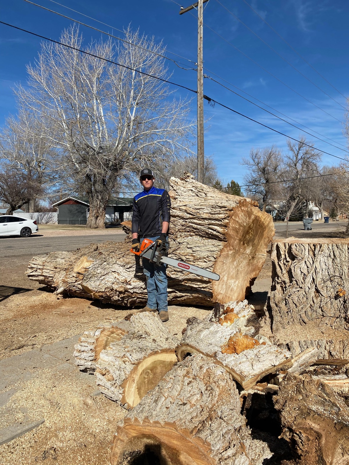 Large tree removal with chainsaw